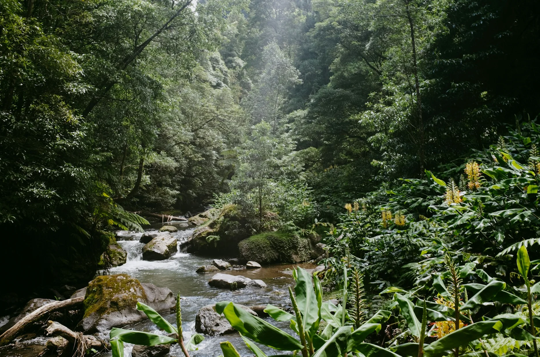 Rondreis Madeira & Azoren | Madeira